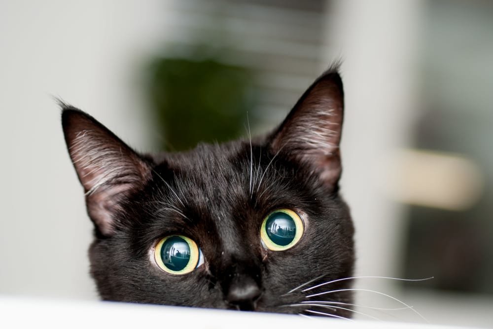 Black cat peeks out with wide eyes in the pet friendly community